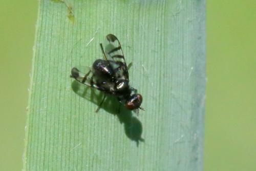 Réf. 305 997 : Rivellia syngenesiae